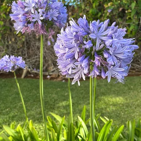 Apartment Dream Garden Santa Cruz de Tenerife